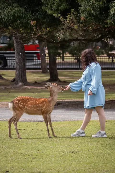 Une femme nourrit un daim dans le parc de Nara